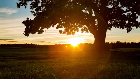 Sunset in a field with oak. 8K. 4K. Time lapse. Stock Footage 112077693