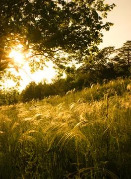 Sunset in the field 스톡 사진