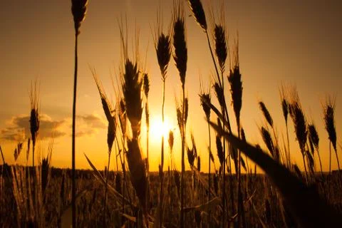 Sunset on field Stock Photos
