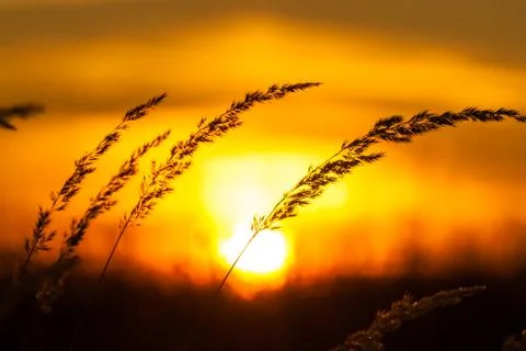 Sunset field Stock Photos