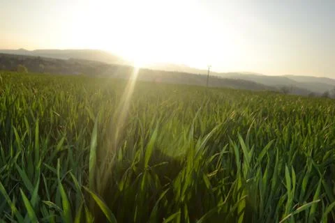 Sunset on field Stock Photos