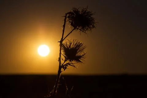 Sunset on the field Stock Photos