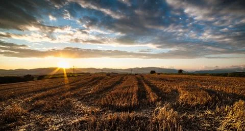 Sunset in the field Stock Photos