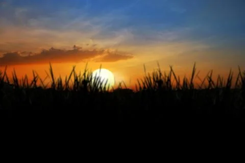 Sunset Field 스톡 사진