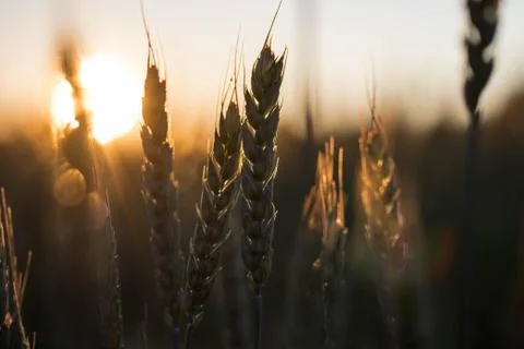 Sunset on field. Stock Photos