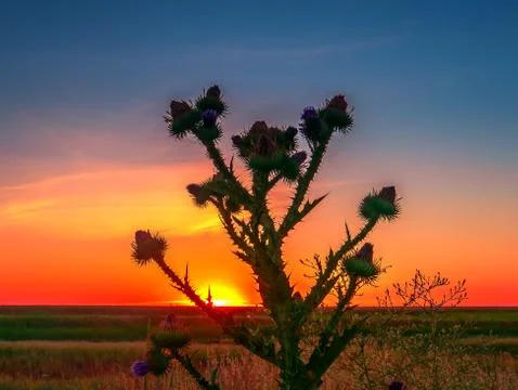 Sunset in the field Stock Photos