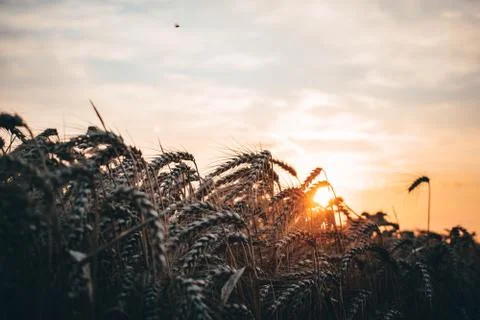 Sunset field 库存照片