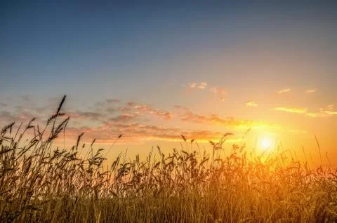 Sunset in field Stock Photos