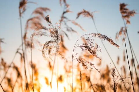 Sunset in the field Foto stock