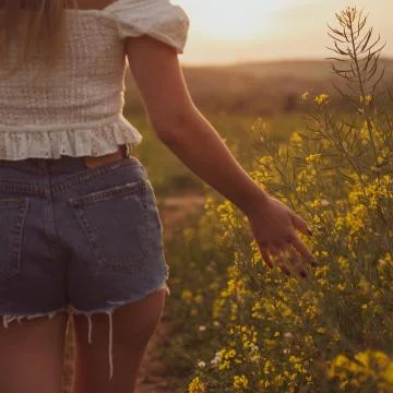 Sunset Field Stock Photos