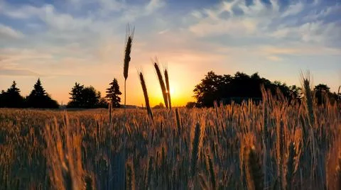 Sunset in the field Stock Photos