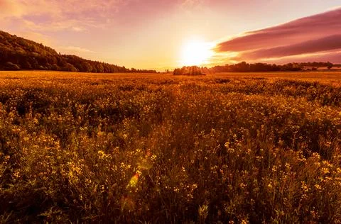 Sunset field Foto stock