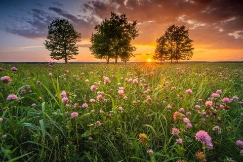 Sunset in field Foto stock