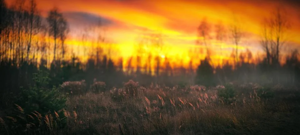 Sunset in the field Foto stock