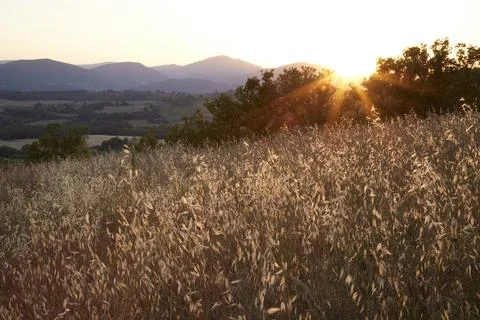 Sunset in the field with rays of sunlight Stock Photos