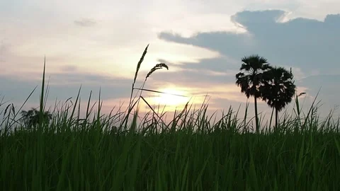 Sunset in the field rice. Stock Footage 136474102
