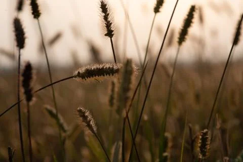 Sunset in the field of rye Stock Photos