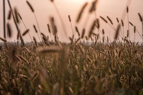Sunset in the field of rye Stock Photos
