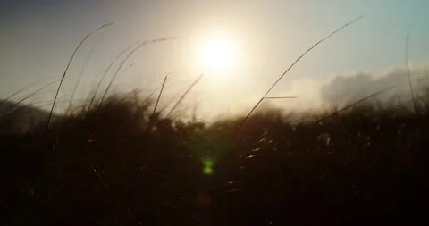Sunset in the Field at the Seaside Stock Footage 247336729