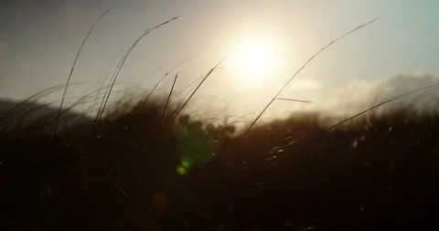 Sunset in the Field at Seaside Stock Footage 247336745