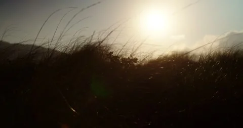 Sunset in The Field At Shore Stock Footage 247336744