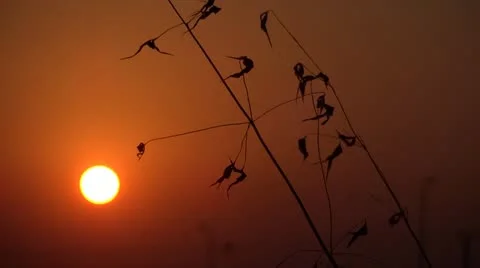 Sunset in field with silhouette Stock Footage 12299540