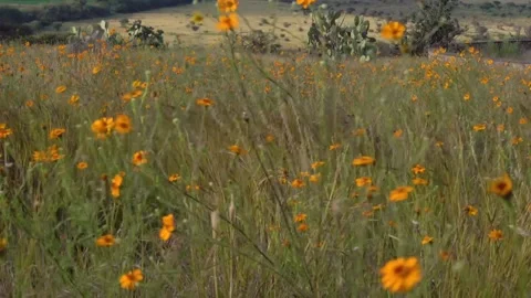 Sunset in the field with some flowers Stock Footage 191287680