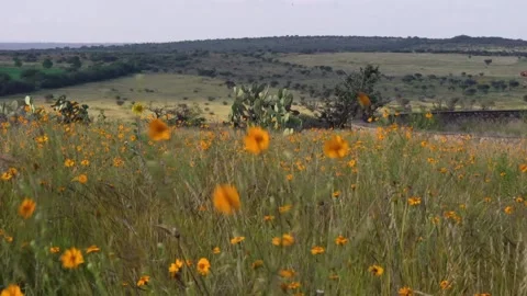 Sunset in the field with some flowers Vídeo Stock 191287687