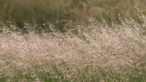 Sunset in the field with some flowers Stock Footage 191287819
