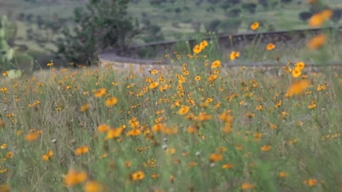 Sunset in the field with some flowers Stock Footage 191288277