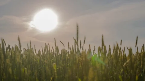 Sunset in the field spiked Stock Footage 70415258
