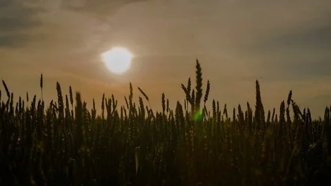 Sunset in the field spiked Stock Footage 70415401