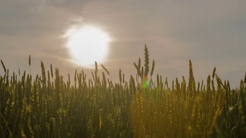 Sunset in the field spiked Stock Footage 70416361