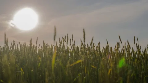 Sunset in the field spiked Stock Footage 70416396