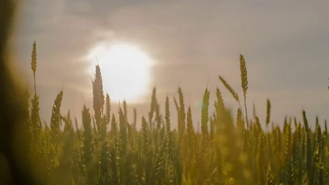 Sunset in the field spiked Stock Footage 70416509