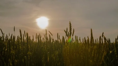 Sunset in the field spiked Stock Footage 70416921