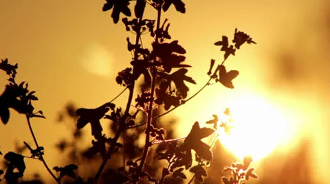 Sunset in the field, steppe, savanna Stock Footage 25295501