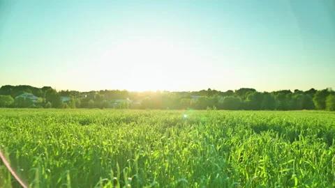 Sunset on the field. Summer field Stock Footage 135928989