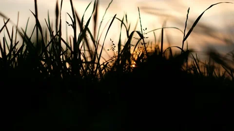 Sunset in the field in summer Stock Footage 135652798