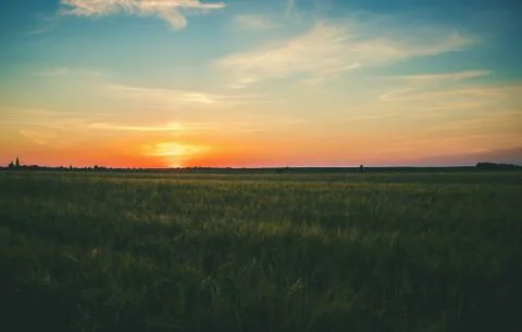 Sunset on the field in summer. Selective focus. Stock Photos