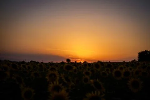 Sunset on the field with sunflowers Stock Photos