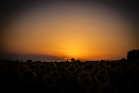 Sunset on the field with sunflowers Stock Photos