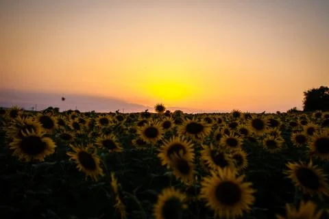Sunset on the field with sunflowers Stock Photos