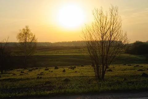 Sunset in the field with trees and grass. Landscape. Stock Photos