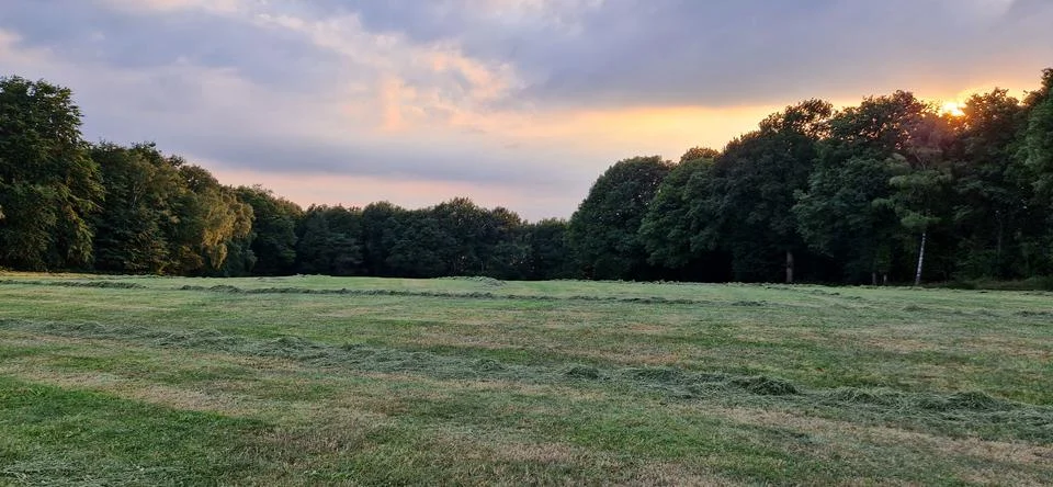 Sunset on a field with trees Stock Photos