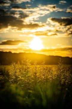 Sunset on the field in Ukraine Stock Photos