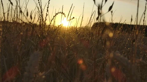 Sunset in a field of wheat Stock Footage 125072362