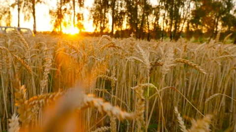 Sunset on the field with yellow wheat. A beautiful field with a crop. Camera Stock Footage 119842964