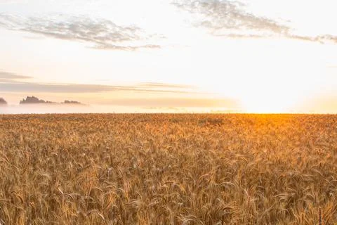 Sunset on the field with young rye or wheat in the summer Stock Photos
