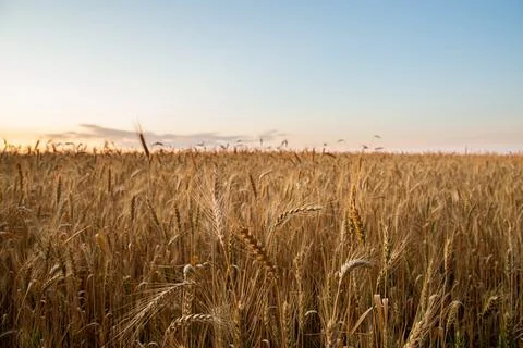 Sunset on the field with young rye or wheat in the summer Stock Photos